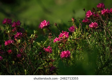 CSPN体育联播平台在线高清直播观看入口