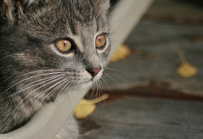 CNBC全球市场动态直播：财经新闻实时解析