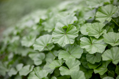 CNTV是直播平台吗？为您全面解析其功能与特点